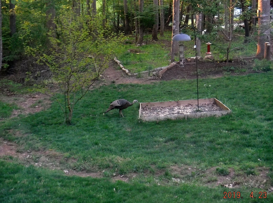 Wild Turkey in the front yard!